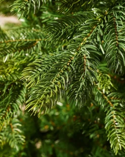 WeRChristmas Himalayan Fir Christmas Tree, 5 Ft^ Budget Christmas Trees|Unlit Christmas Trees