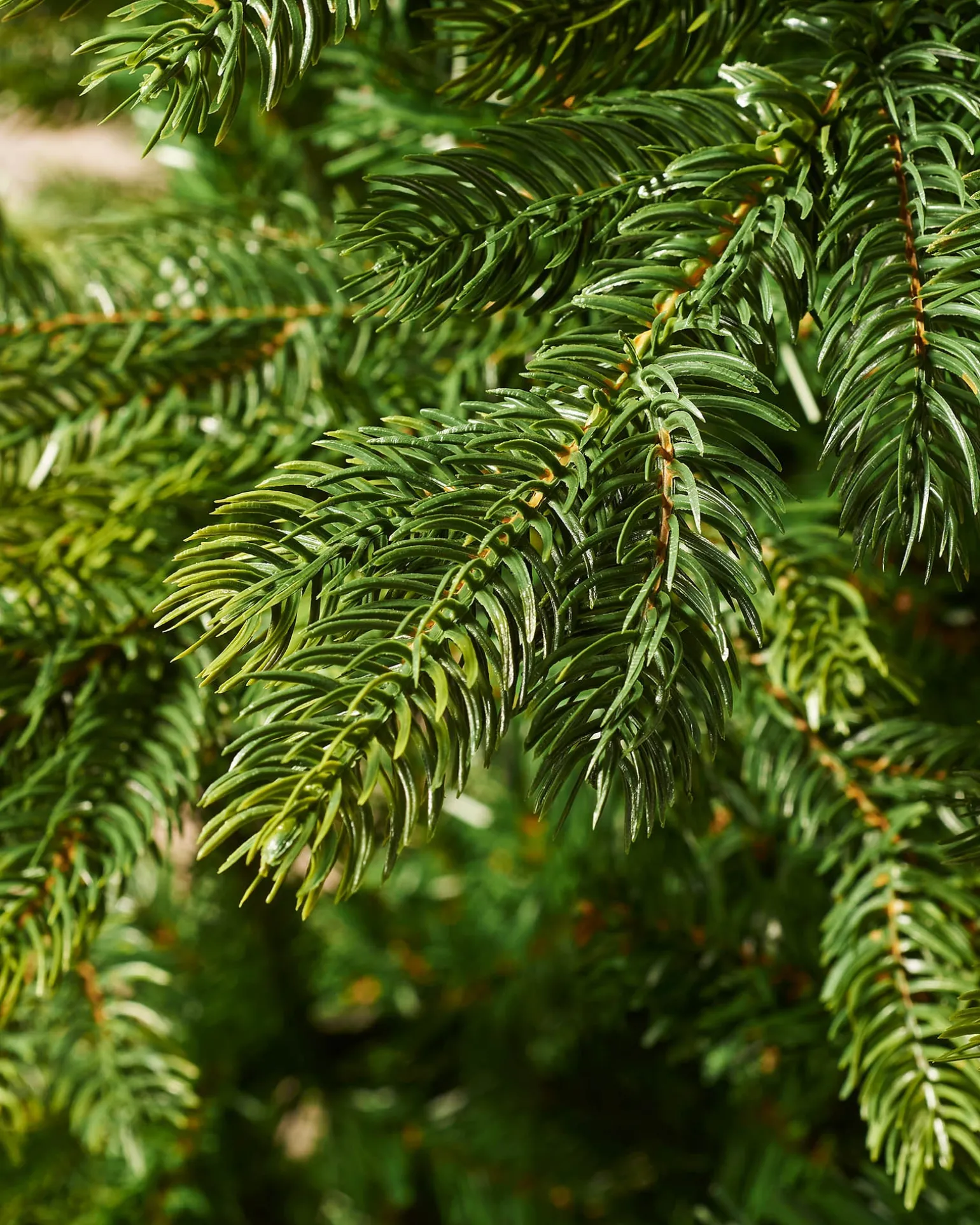 WeRChristmas Himalayan Fir Christmas Tree, 8 Ft^ Unlit Christmas Trees