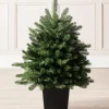 WeRChristmas Mixed Pine Traditional Potted Christmas Tree, 3 Ft^ Budget Christmas Trees|Potted Christmas Trees
