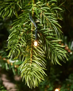 WeRChristmas Pre-Lit Balsam Fir Christmas Tree, 8 Ft^ Premium Christmas Trees|Pre Lit Christmas Trees