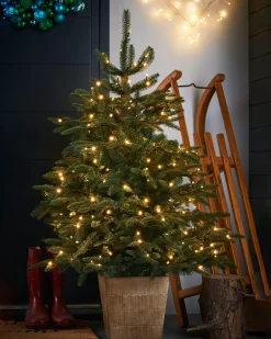 WeRChristmas Pre-Lit Potted Alaskan Fir Christmas Tree, 4 Ft^ Budget Christmas Trees|Potted Christmas Trees