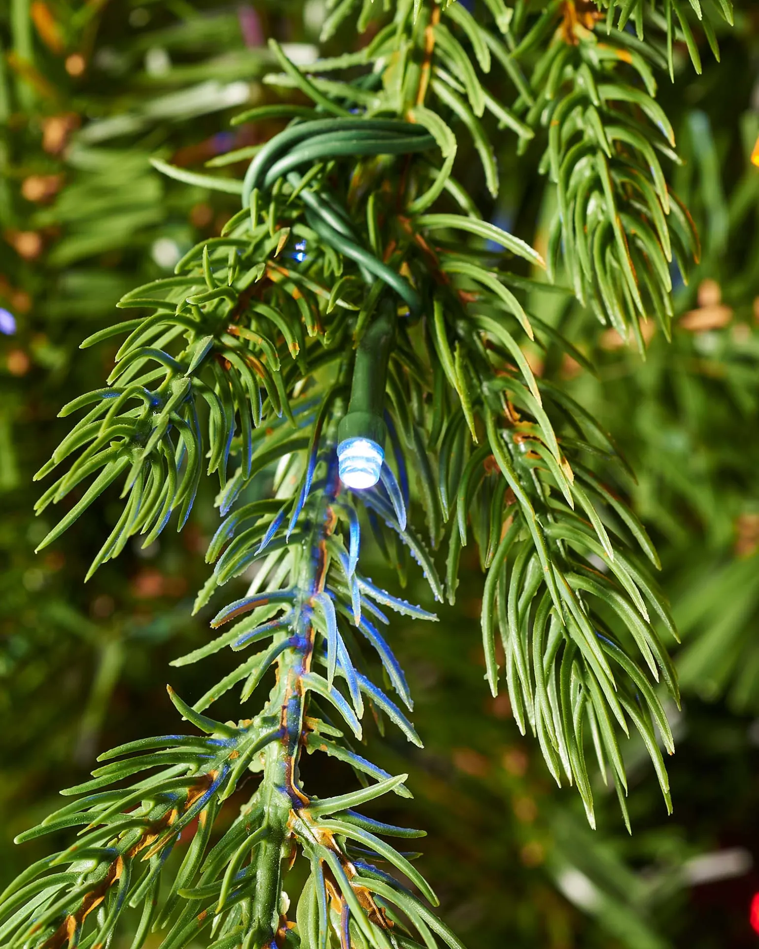 WeRChristmas Pre-Lit Windsor Fir Christmas Tree, Dual Multi Colour, 6 Ft^ Premium Christmas Trees|Pre Lit Christmas Trees