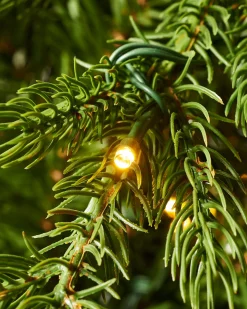 WeRChristmas Pre-Lit Windsor Fir Christmas Tree, Dual Warm White, 7 Ft^ Premium Christmas Trees|Pre Lit Christmas Trees