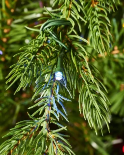 WeRChristmas Pre-Lit Windsor Fir Christmas Tree, Dual Warm White, 7 Ft^ Premium Christmas Trees|Pre Lit Christmas Trees