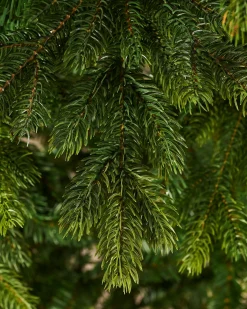 WeRChristmas Regent Pine Mixed Tip Christmas Tree, 6 Ft^ Premium Christmas Trees|Unlit Christmas Trees